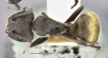 Media type: image;   Entomology 9118 Aspect: habitus dorsal view